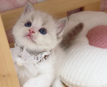 ワンちゃん・ネコちゃんサムネイル画像