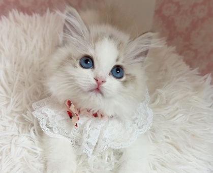 ワンちゃん・ネコちゃんサムネイル画像