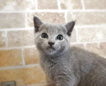 ワンちゃん・ネコちゃんサムネイル画像