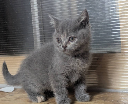 ワンちゃん・ネコちゃんサムネイル画像