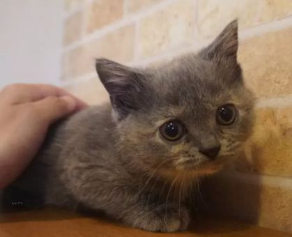 ワンちゃん・ネコちゃんサムネイル画像