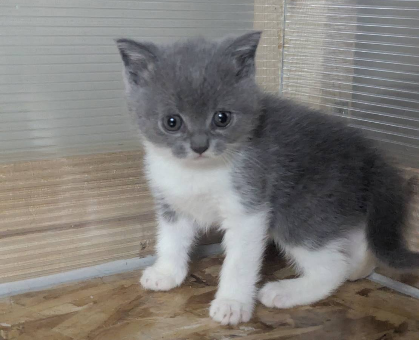 ワンちゃん・ネコちゃんサムネイル画像