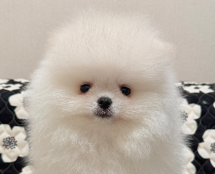 ワンちゃん・ネコちゃんサムネイル画像
