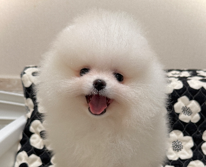 ワンちゃん・ネコちゃんサムネイル画像