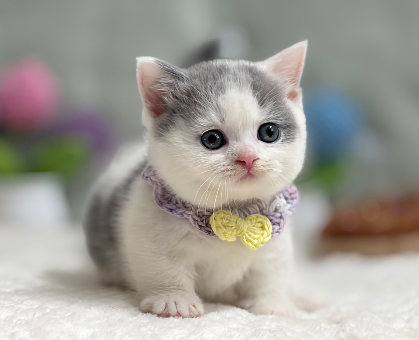 ワンちゃん・ネコちゃんサムネイル画像