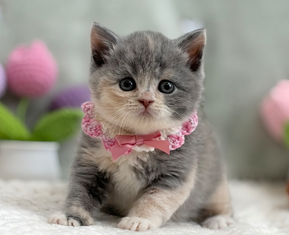 ワンちゃん・ネコちゃんサムネイル画像
