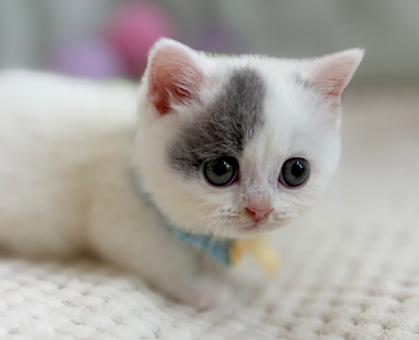 ワンちゃん・ネコちゃんサムネイル画像