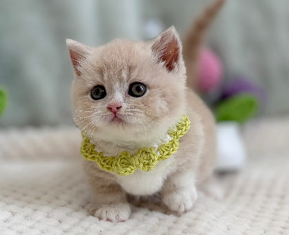 ワンちゃん・ネコちゃんサムネイル画像
