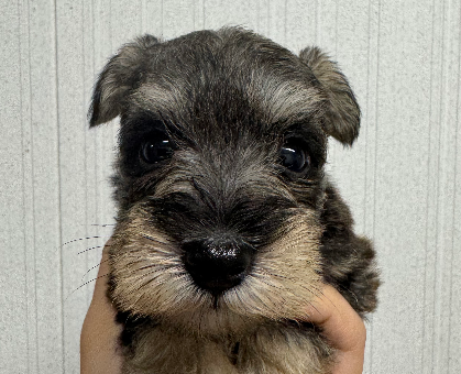 ワンちゃん・ネコちゃんサムネイル画像