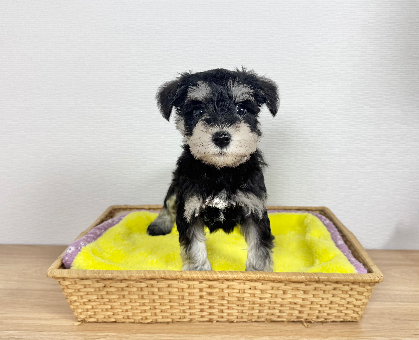 ワンちゃん・ネコちゃんサムネイル画像