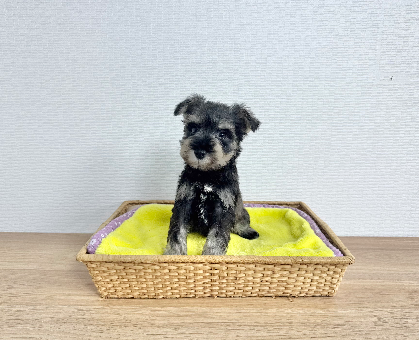 ワンちゃん・ネコちゃんサムネイル画像