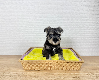ワンちゃん・ネコちゃんサムネイル画像