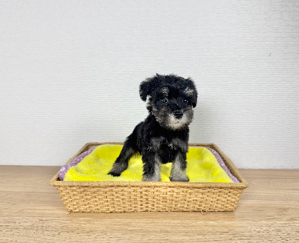 ワンちゃん・ネコちゃんサムネイル画像