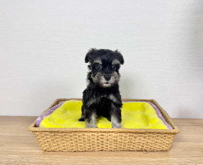 ワンちゃん・ネコちゃんサムネイル画像