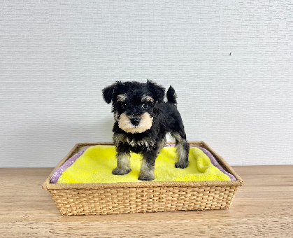 ワンちゃん・ネコちゃんサムネイル画像