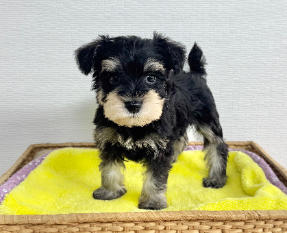 ワンちゃん・ネコちゃんサムネイル画像