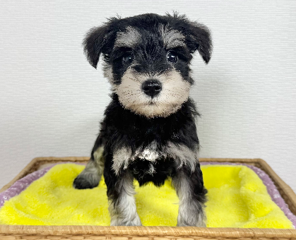 ワンちゃん・ネコちゃんサムネイル画像