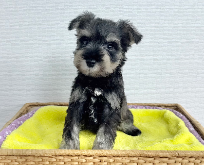 ワンちゃん・ネコちゃんサムネイル画像