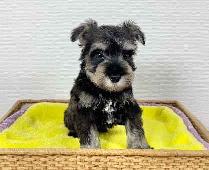 ワンちゃん・ネコちゃんサムネイル画像