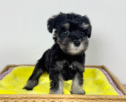 ワンちゃん・ネコちゃんサムネイル画像
