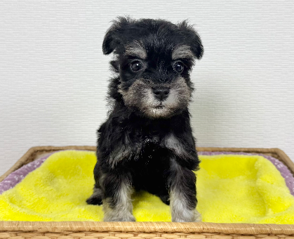 ワンちゃん・ネコちゃんサムネイル画像