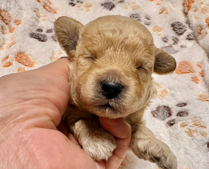 ワンちゃん・ネコちゃんサムネイル画像
