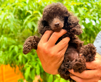 ワンちゃん・ネコちゃんサムネイル画像
