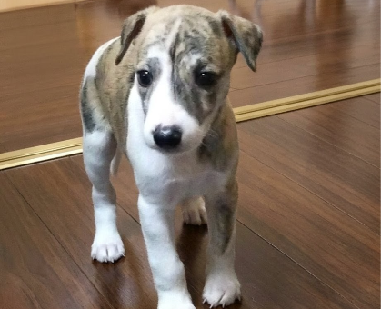 ワンちゃん・ネコちゃんサムネイル画像