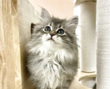 ワンちゃん・ネコちゃんサムネイル画像