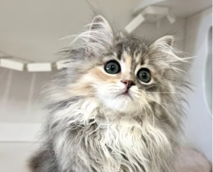 ワンちゃん・ネコちゃんサムネイル画像