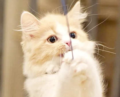ワンちゃん・ネコちゃんサムネイル画像