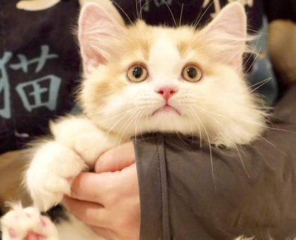 ワンちゃん・ネコちゃんサムネイル画像