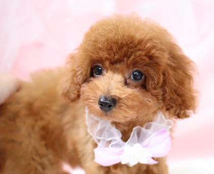 ワンちゃん・ネコちゃんサムネイル画像