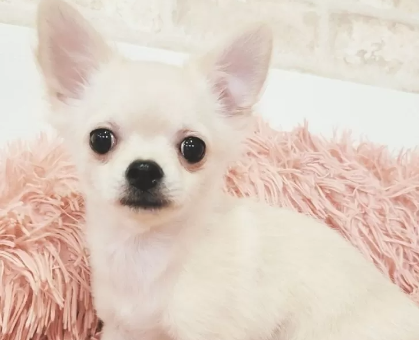 ワンちゃん・ネコちゃんサムネイル画像