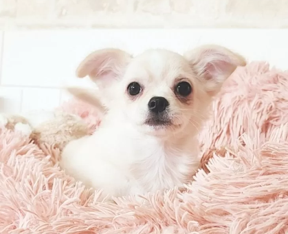 ワンちゃん・ネコちゃんサムネイル画像