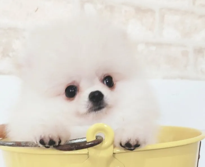 ワンちゃん・ネコちゃんサムネイル画像