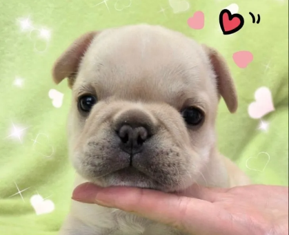 ワンちゃん・ネコちゃんサムネイル画像