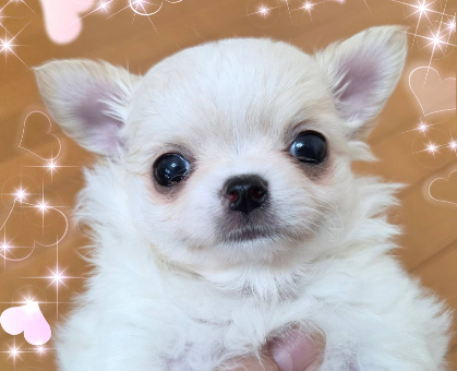 ワンちゃん・ネコちゃんサムネイル画像