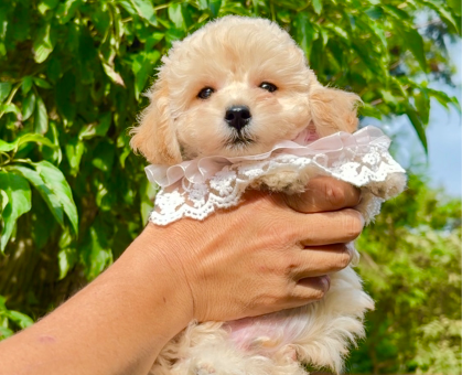 ワンちゃん・ネコちゃんサムネイル画像