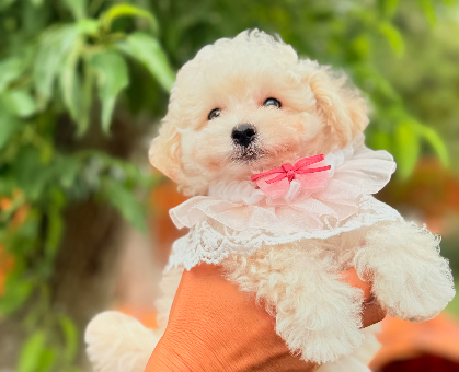 ワンちゃん・ネコちゃんサムネイル画像