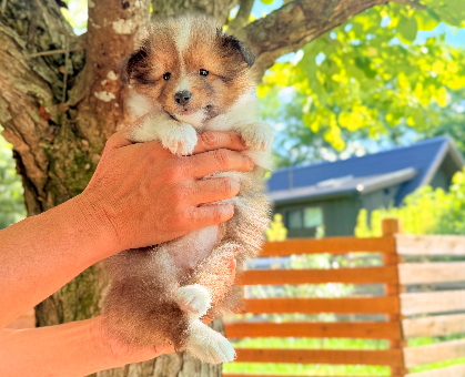 ワンちゃん・ネコちゃんサムネイル画像