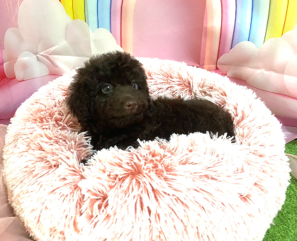 ワンちゃん・ネコちゃんサムネイル画像