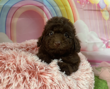 ワンちゃん・ネコちゃんサムネイル画像