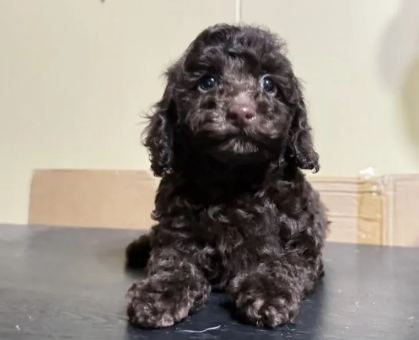 ワンちゃん・ネコちゃんサムネイル画像