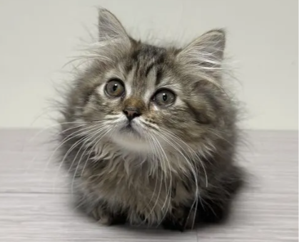 ワンちゃん・ネコちゃんサムネイル画像