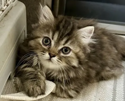 ワンちゃん・ネコちゃんサムネイル画像