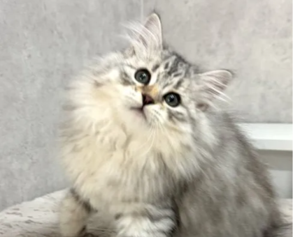ワンちゃん・ネコちゃんサムネイル画像